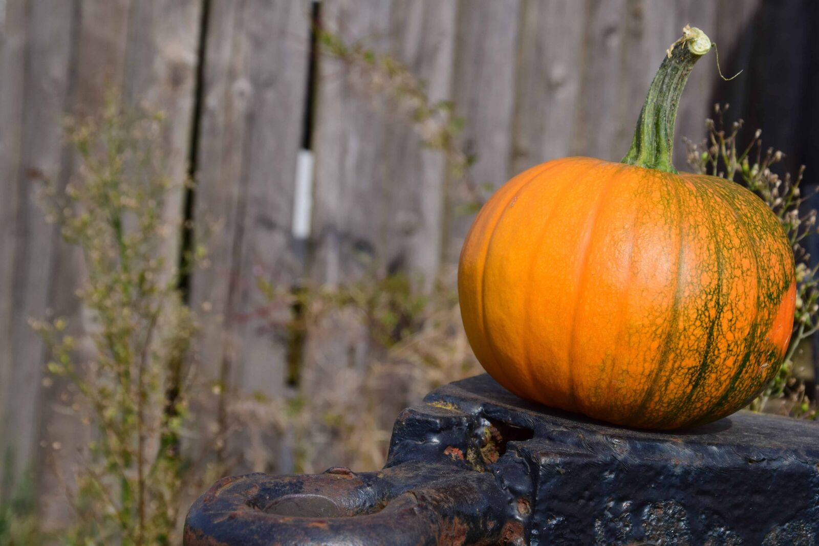 Nikon D3300 sample photo. Agriculture, gourd, grass, outdoor photography