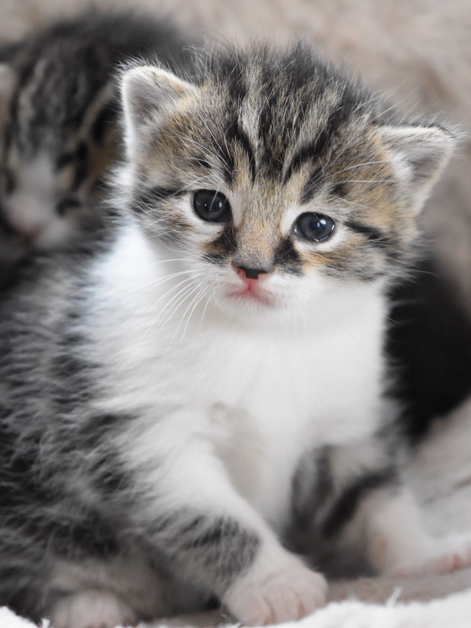 Nikon D5600 sample photo. Baby cat, cat baby photography