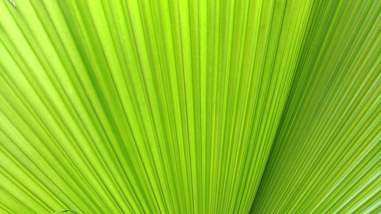 ASUS Z012DC sample photo. Green, background, plant photography