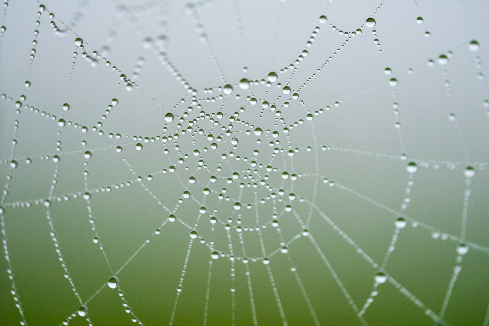 Fujifilm XF 80mm F2.8 R LM OIS WR Macro sample photo. Net, spider, pattern photography