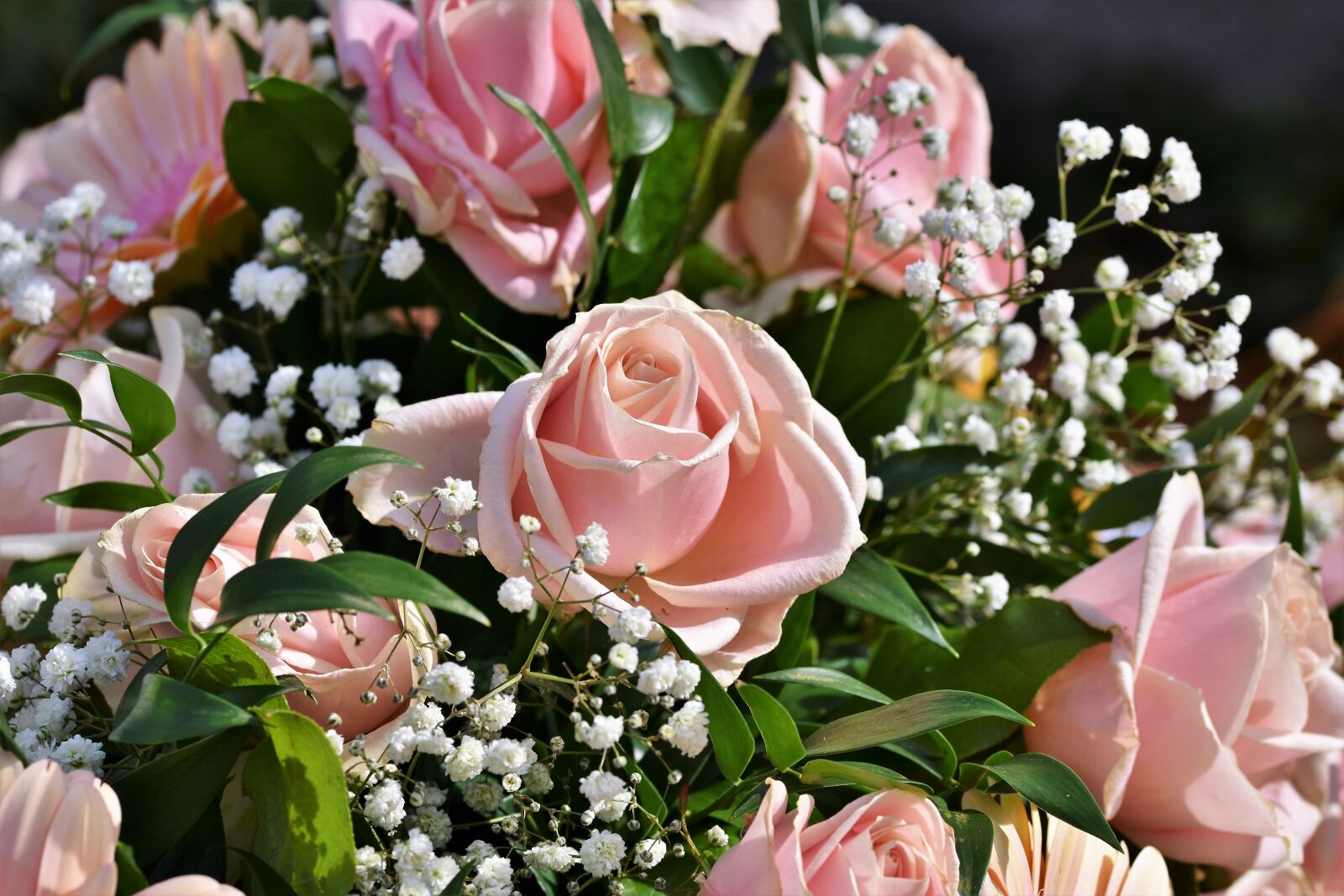 Nikon D7200 sample photo. Rose, bouquet of roses photography