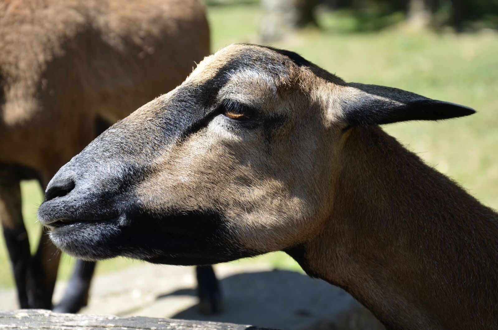 Nikon D7000 sample photo. Goat, animal, nature photography