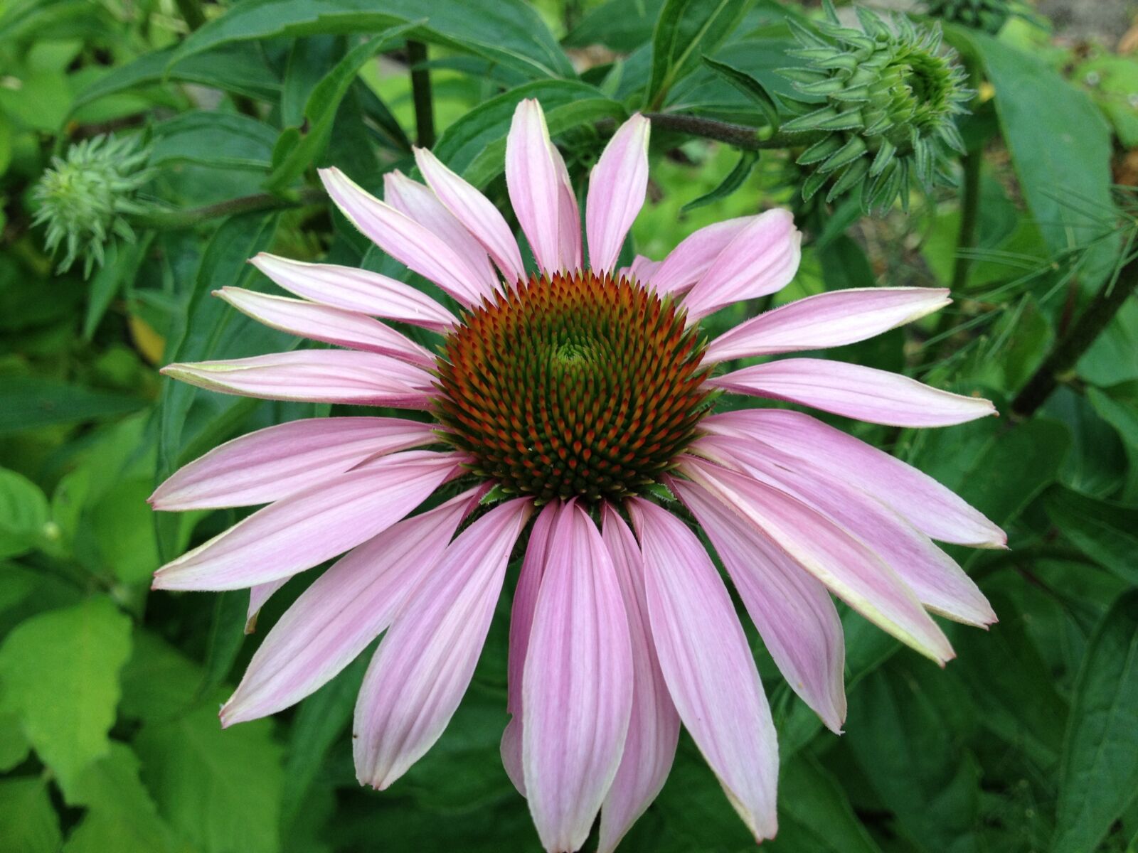 Apple iPhone 4S sample photo. Echinacea, flower, coneflower photography