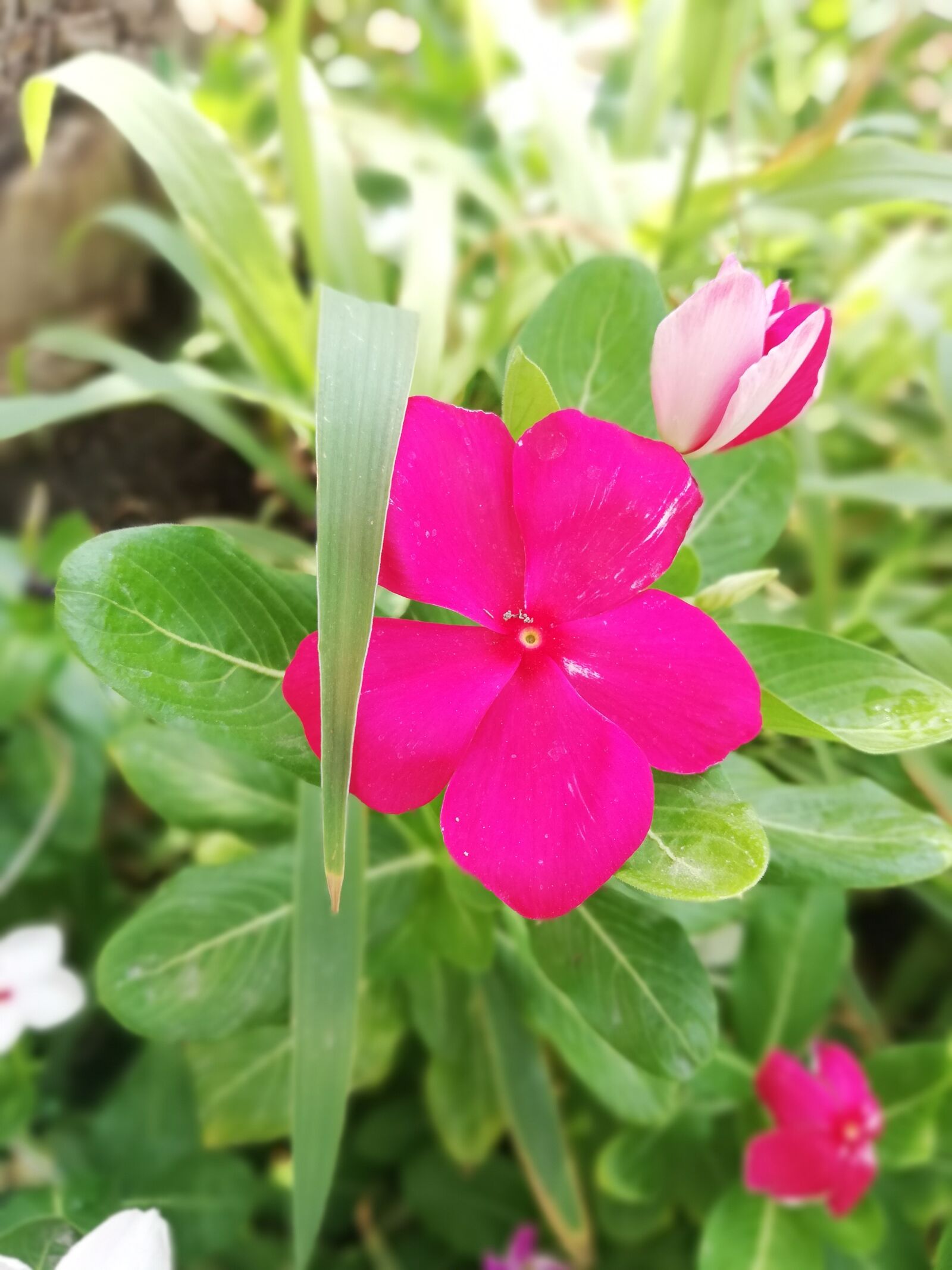 HUAWEI P20 lite sample photo. Copyright, music, videos photography
