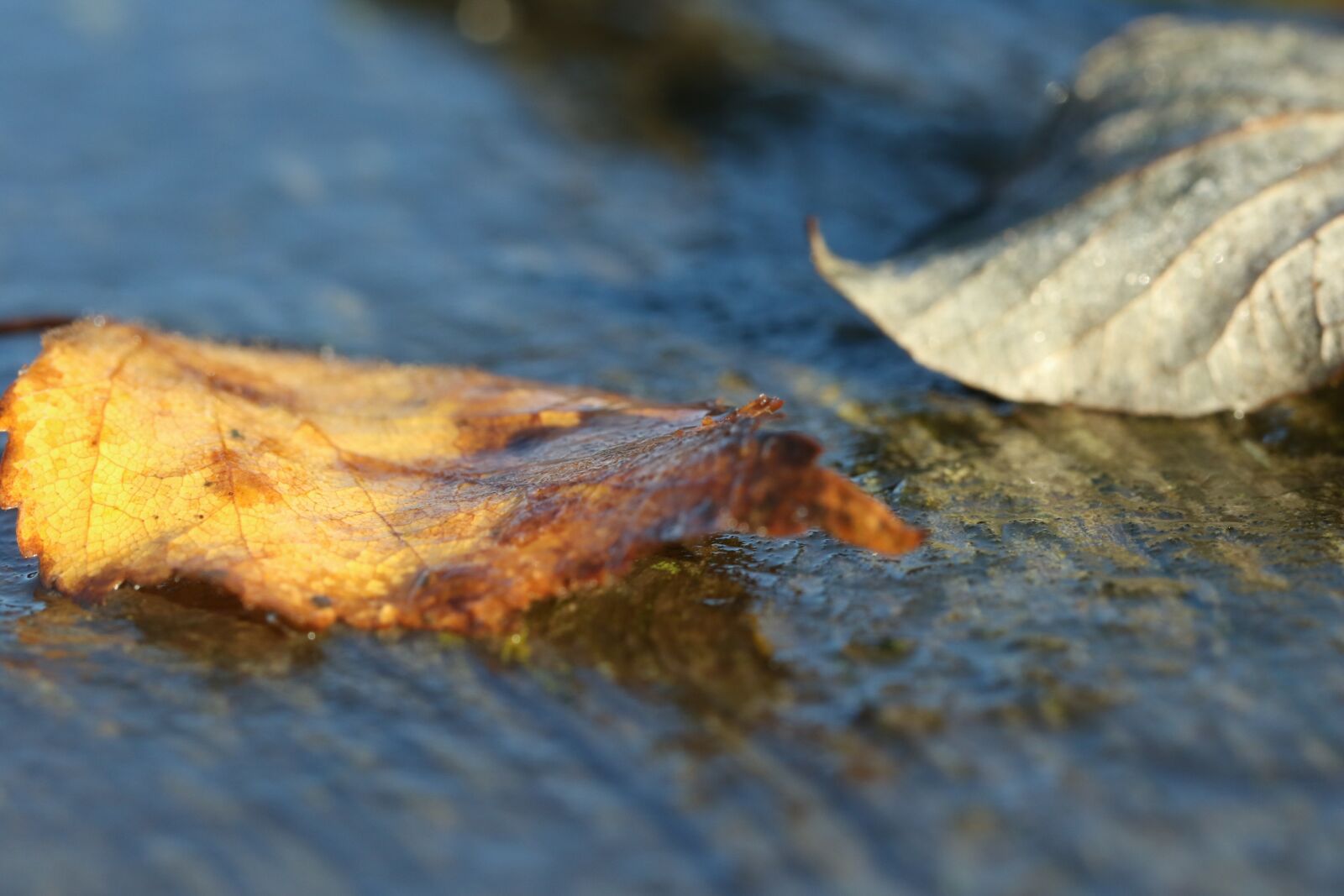 Canon EOS 7D Mark II sample photo. Leaf, autumn leaves, autumn photography
