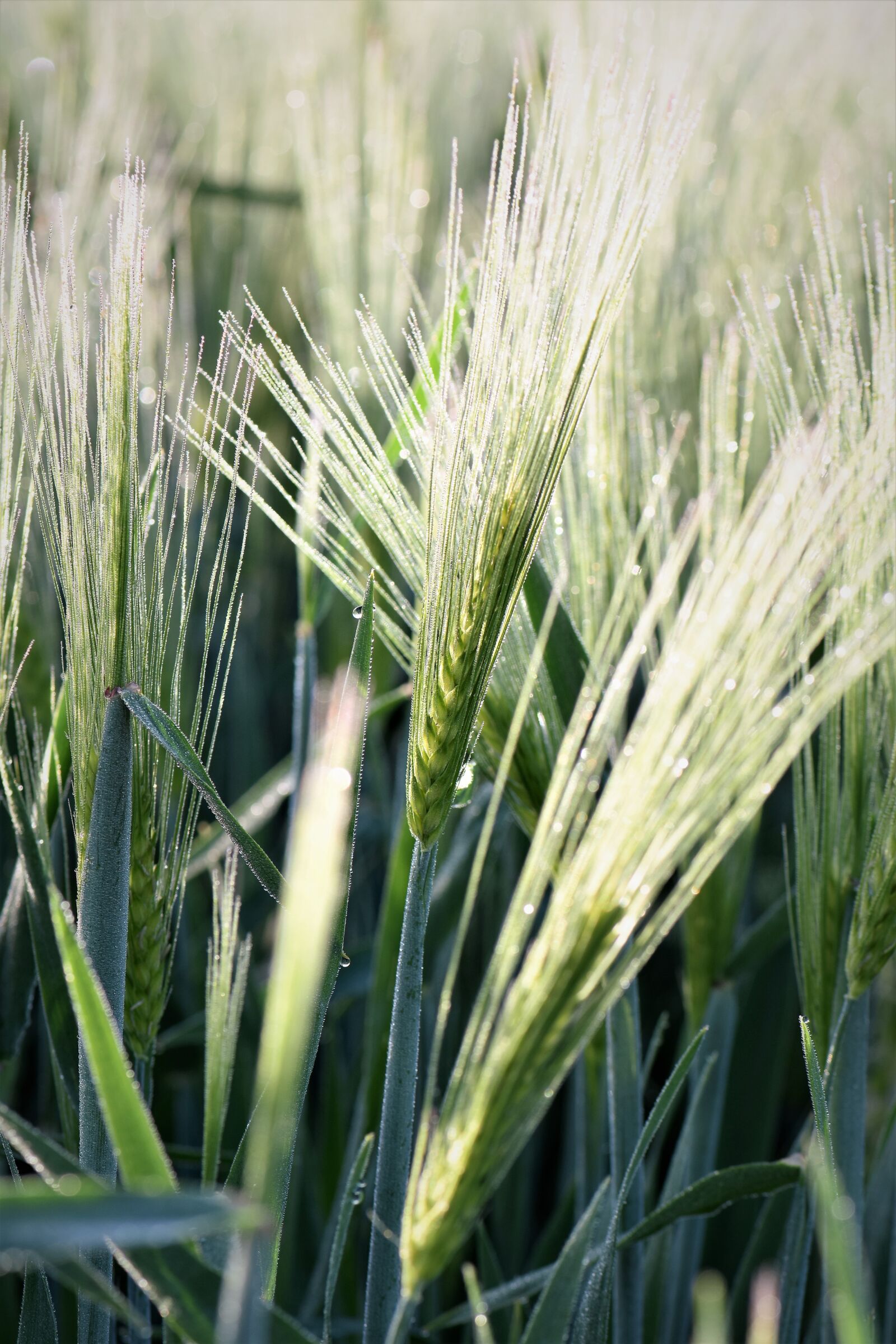Nikon D5500 sample photo. Wheat, winter wheat, grass photography
