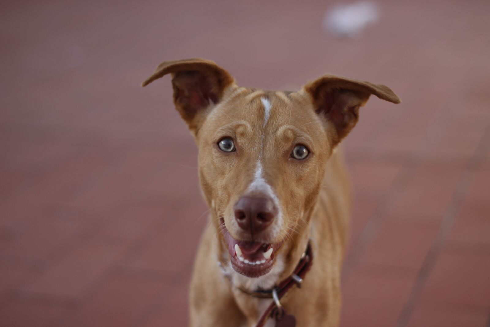 Canon EOS 600D (Rebel EOS T3i / EOS Kiss X5) + Canon EF 50mm F1.8 II sample photo. Dog, hound, hunting photography