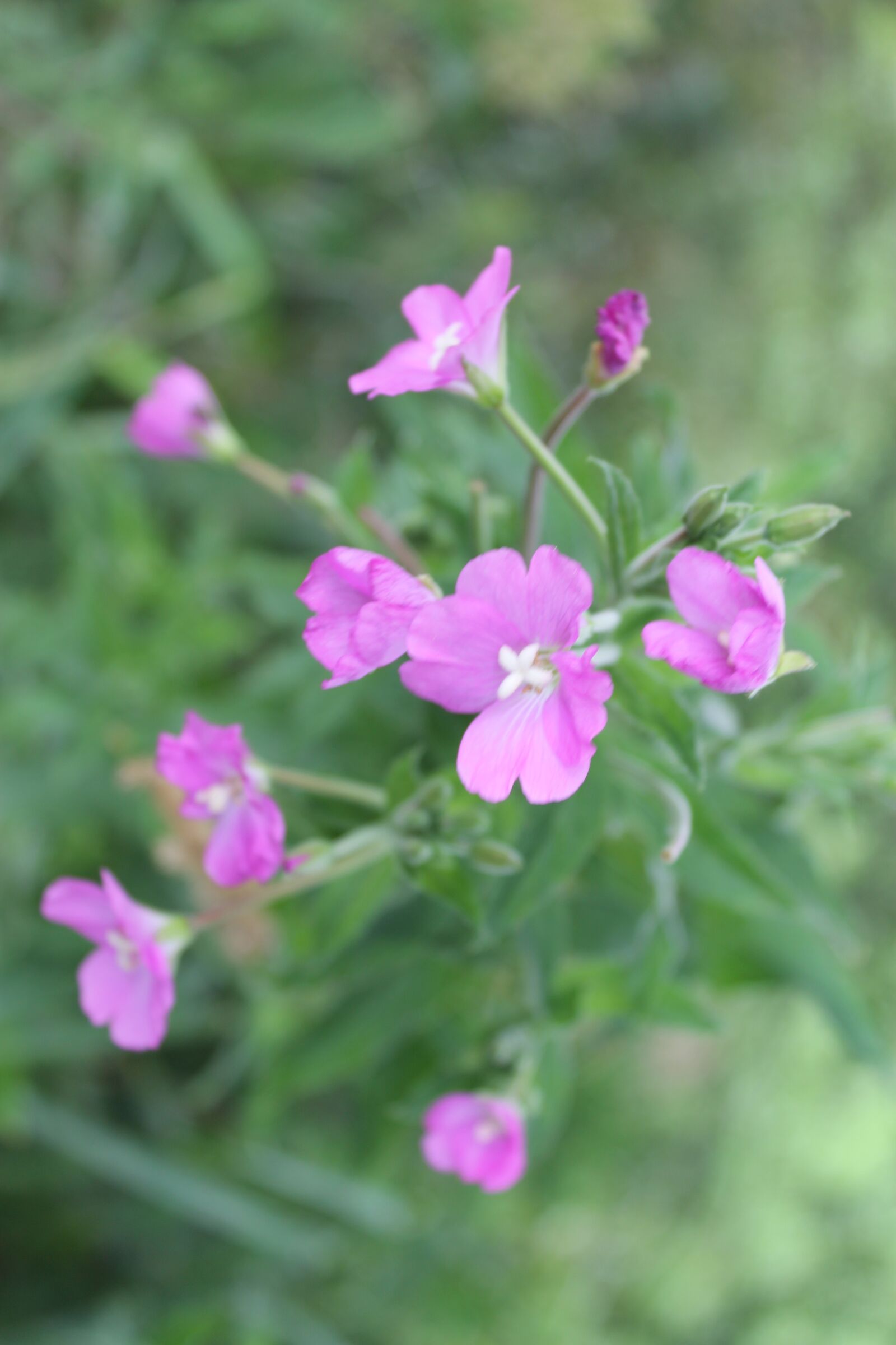 Canon EOS 1100D (EOS Rebel T3 / EOS Kiss X50) sample photo. Wild flower, pointed flower photography