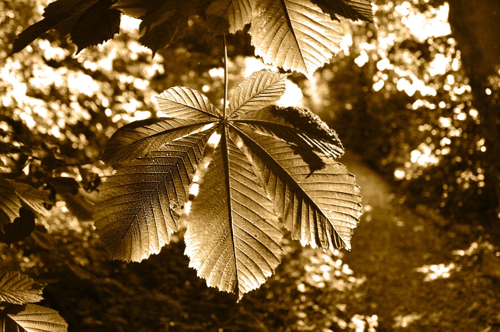 Nikon D90 sample photo. Tree, chestnut tree, branch photography