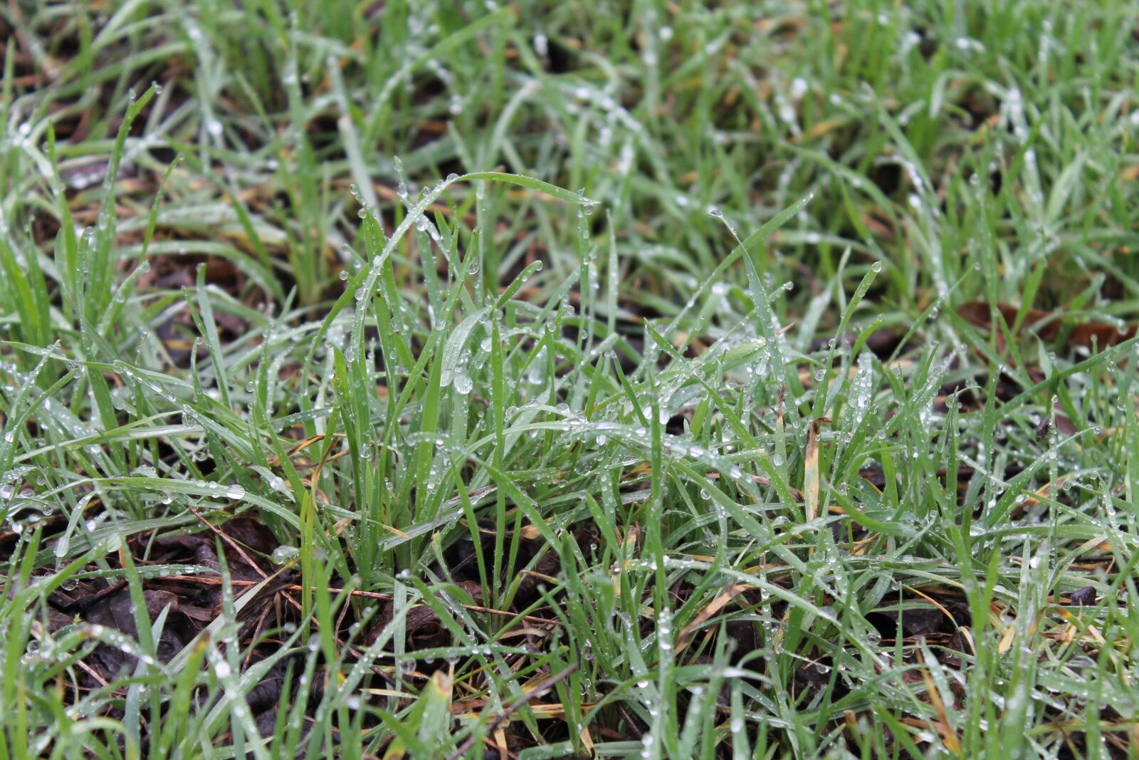 Canon EOS 1100D (EOS Rebel T3 / EOS Kiss X50) sample photo. Grass, nature, dew photography