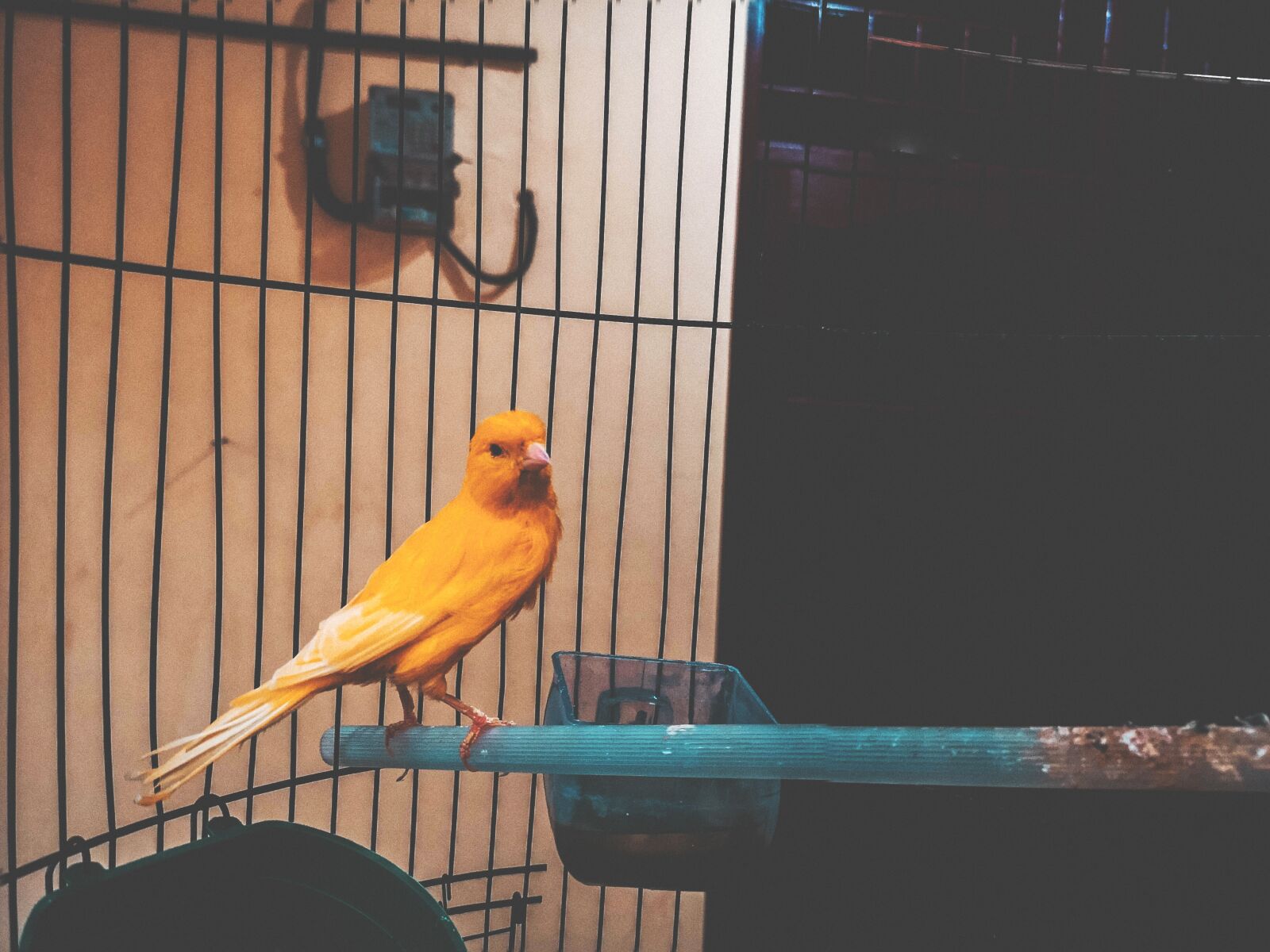 HUAWEI CLT-L29 sample photo. Cute, closeup, bird contest photography