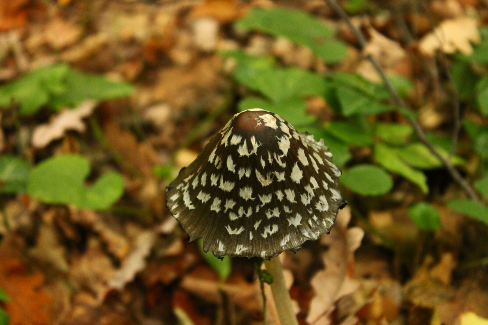 Canon EOS 1100D (EOS Rebel T3 / EOS Kiss X50) sample photo. Mushroom photography