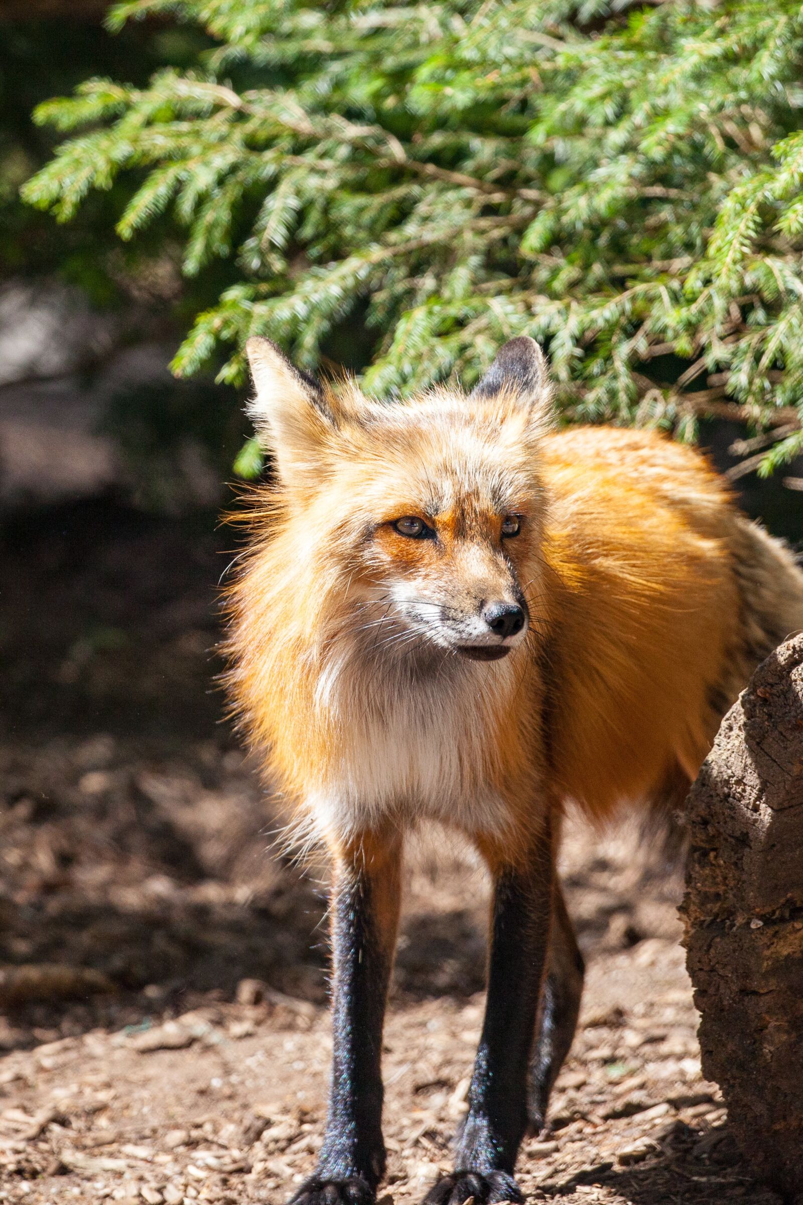 Canon EOS 5D Mark II sample photo. Fuchs, wild, cheeky photography