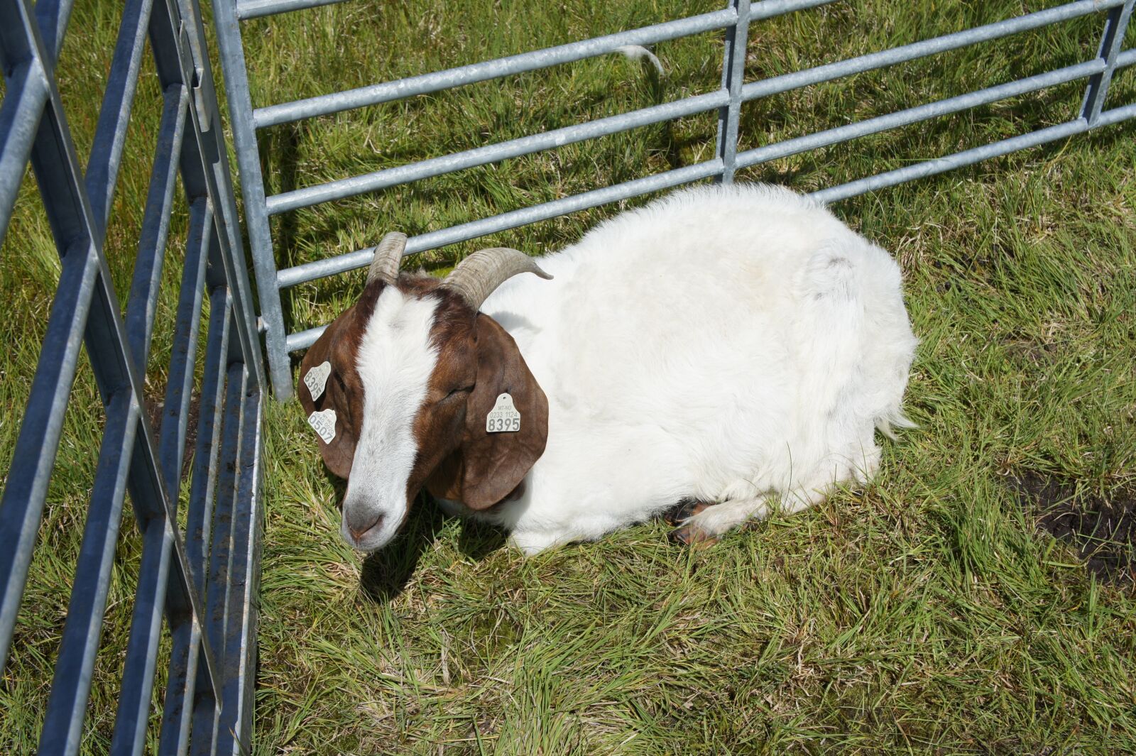 Sony Alpha NEX-5 sample photo. Goat, animal, farm photography