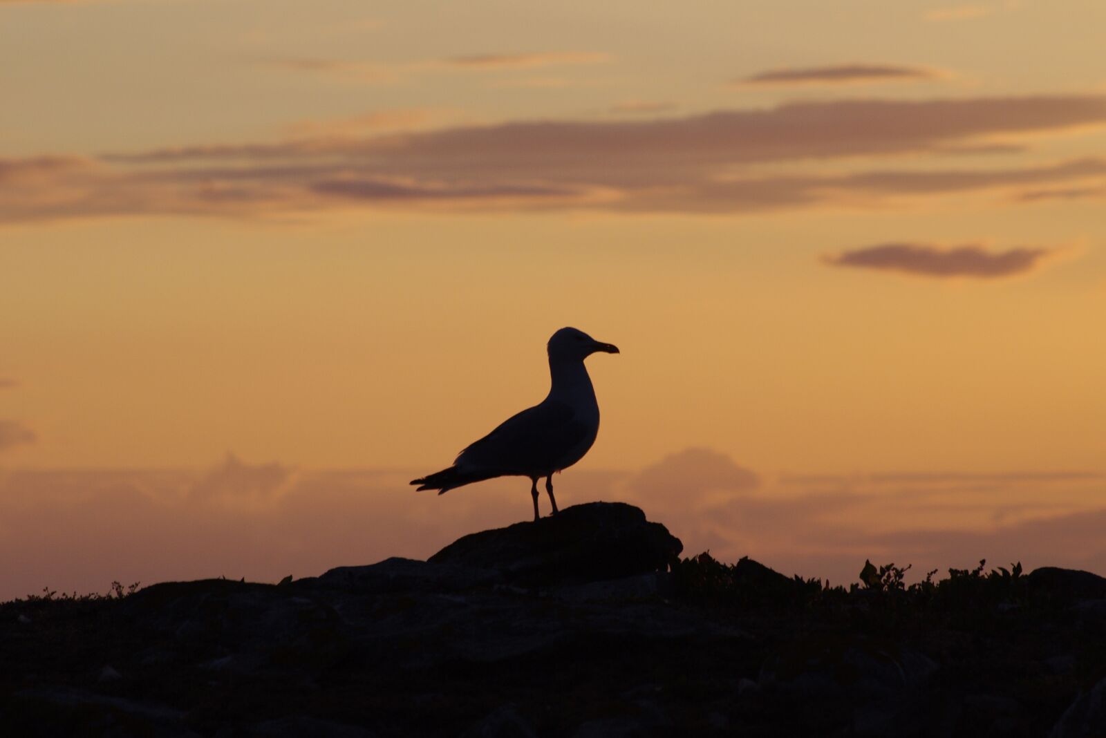 Pentax K-7 sample photo. Seagull, sunset, gull photography