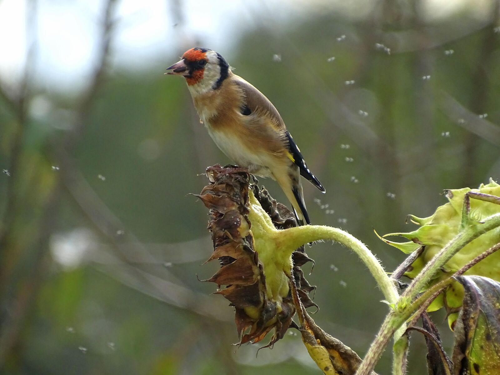 Sony Cyber-shot DSC-HX400V sample photo. Goldfinch, stieglitz, songbird photography