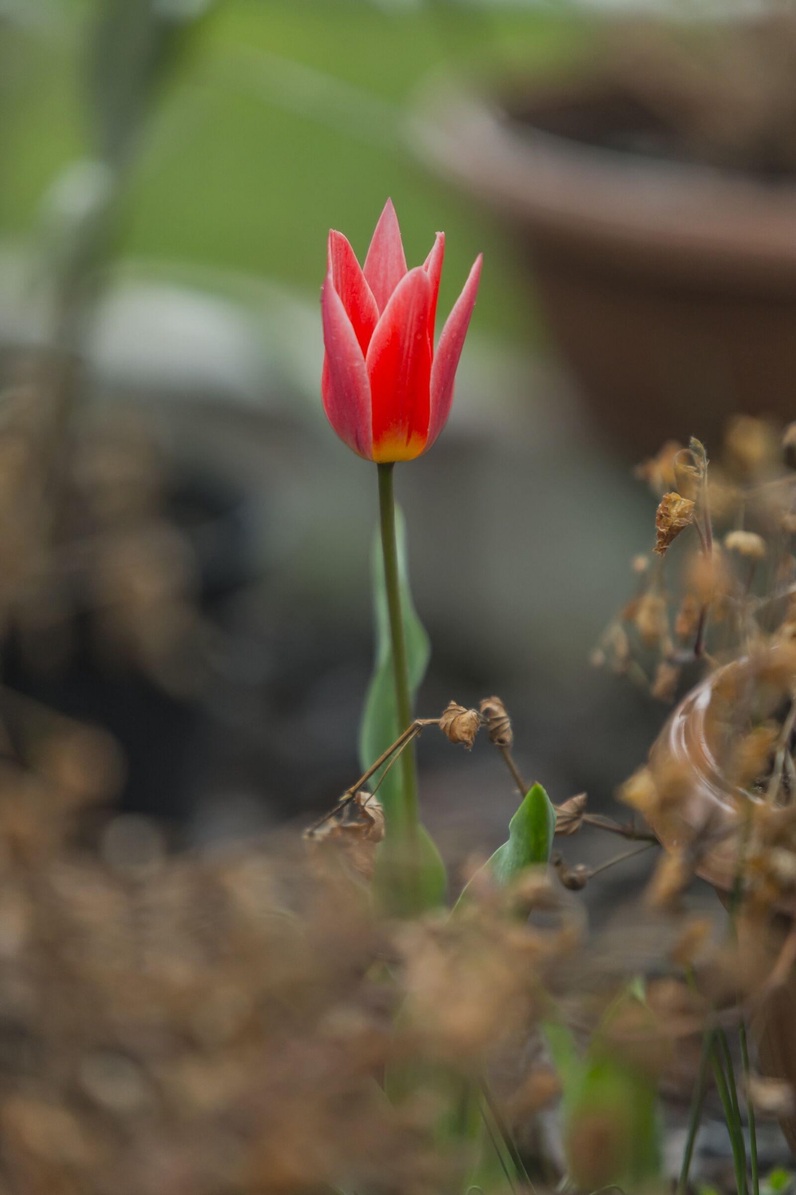 Canon EF 70-200mm F2.8L USM sample photo. Tulip, red, flower photography
