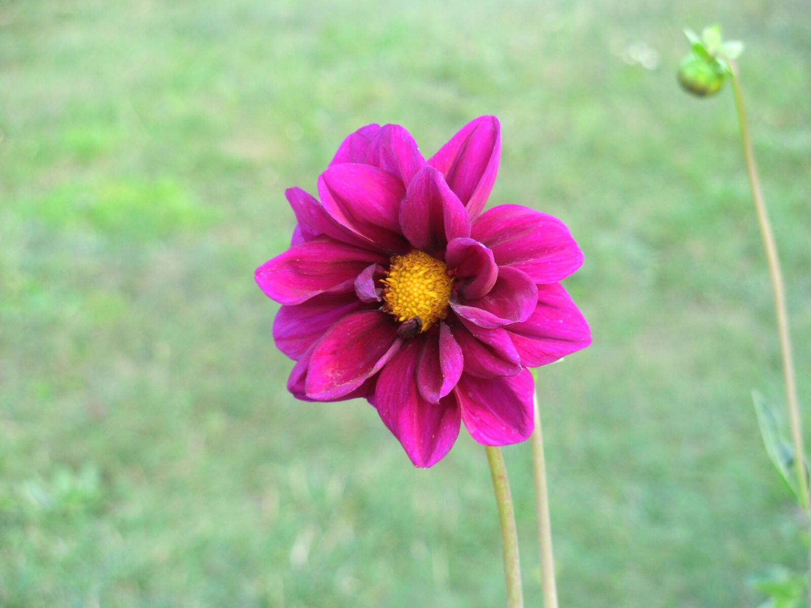 CASIO EX-H15 sample photo. Flower, single, flora photography