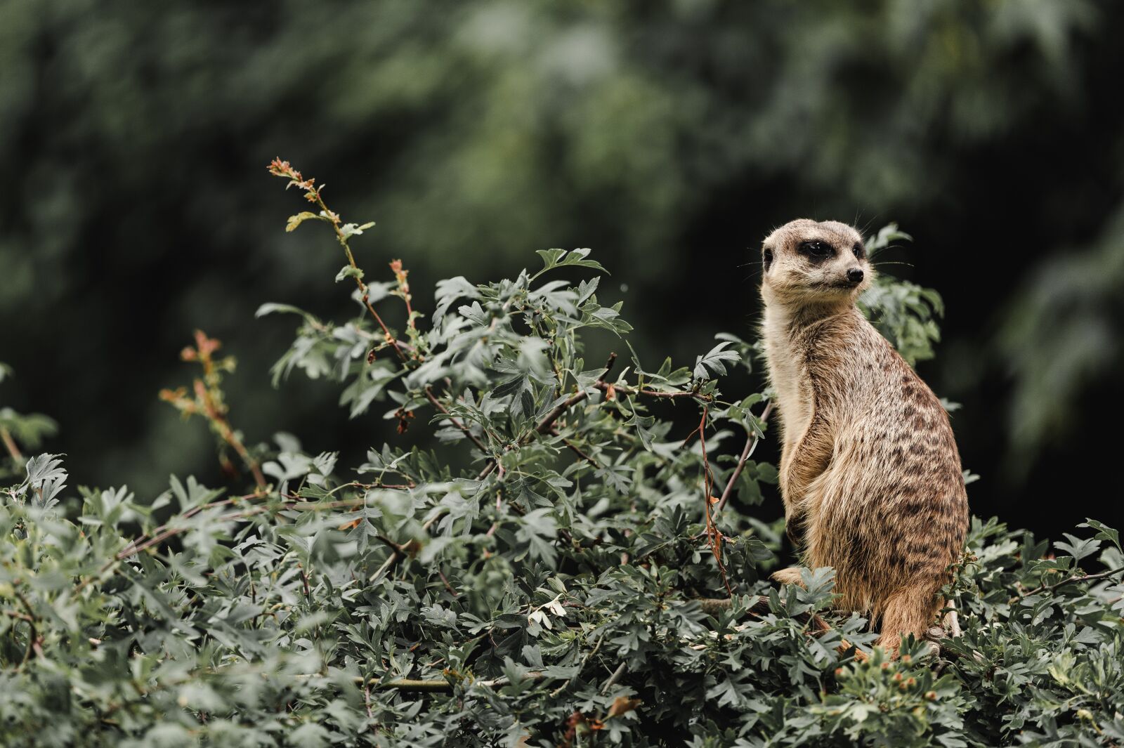 Nikon Z6 sample photo. Zoo, meerkat, moody photography