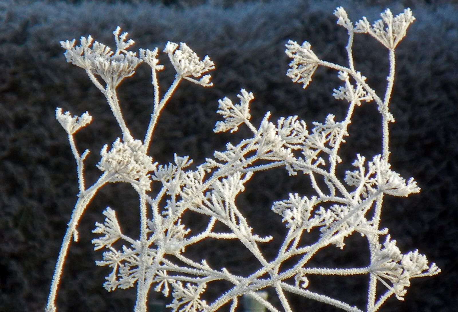 Nikon Coolpix S8100 sample photo. Hoarfrost, frost, cold photography