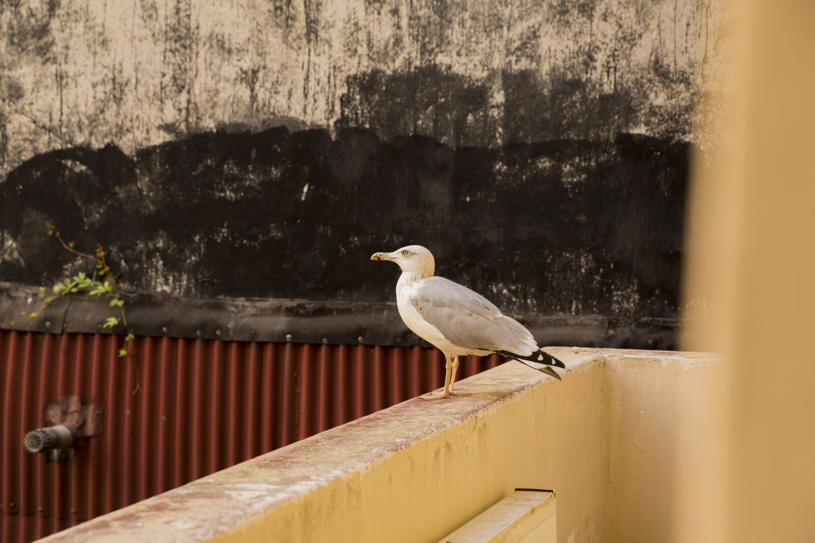 Canon EF 24-70mm F2.8L II USM sample photo. White bird seagull, alive photography
