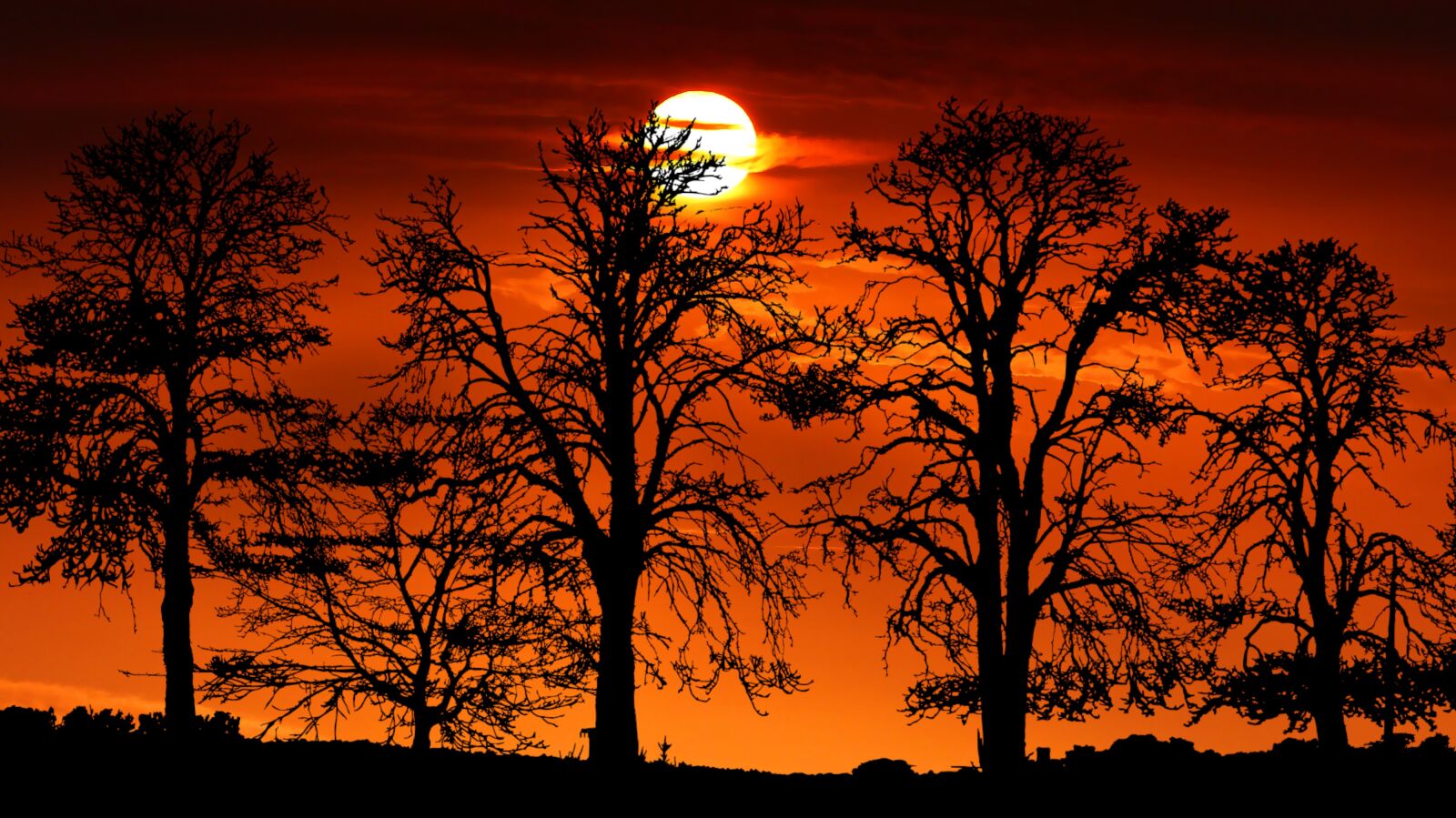 Panasonic Lumix DMC-FZ200 sample photo. Sunset, tree, nature photography