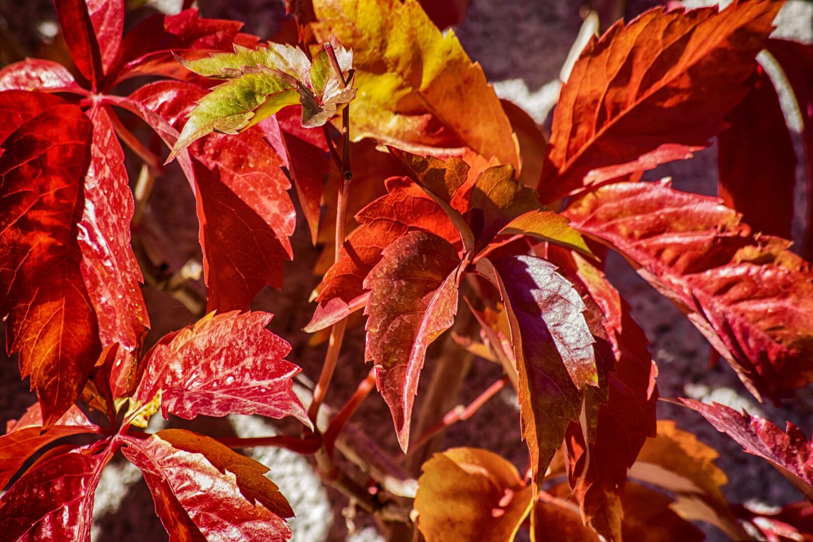Nikon D3300 sample photo. Plant, leaves, red photography