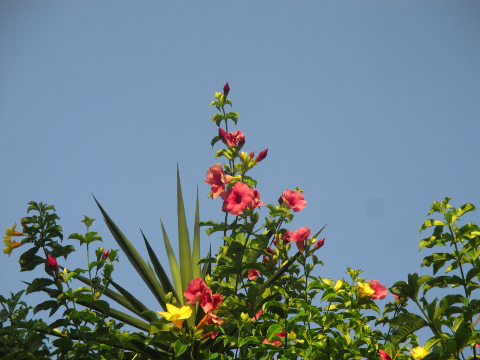 Canon PowerShot ELPH 130 IS (IXUS 140 / IXY 110F) sample photo
