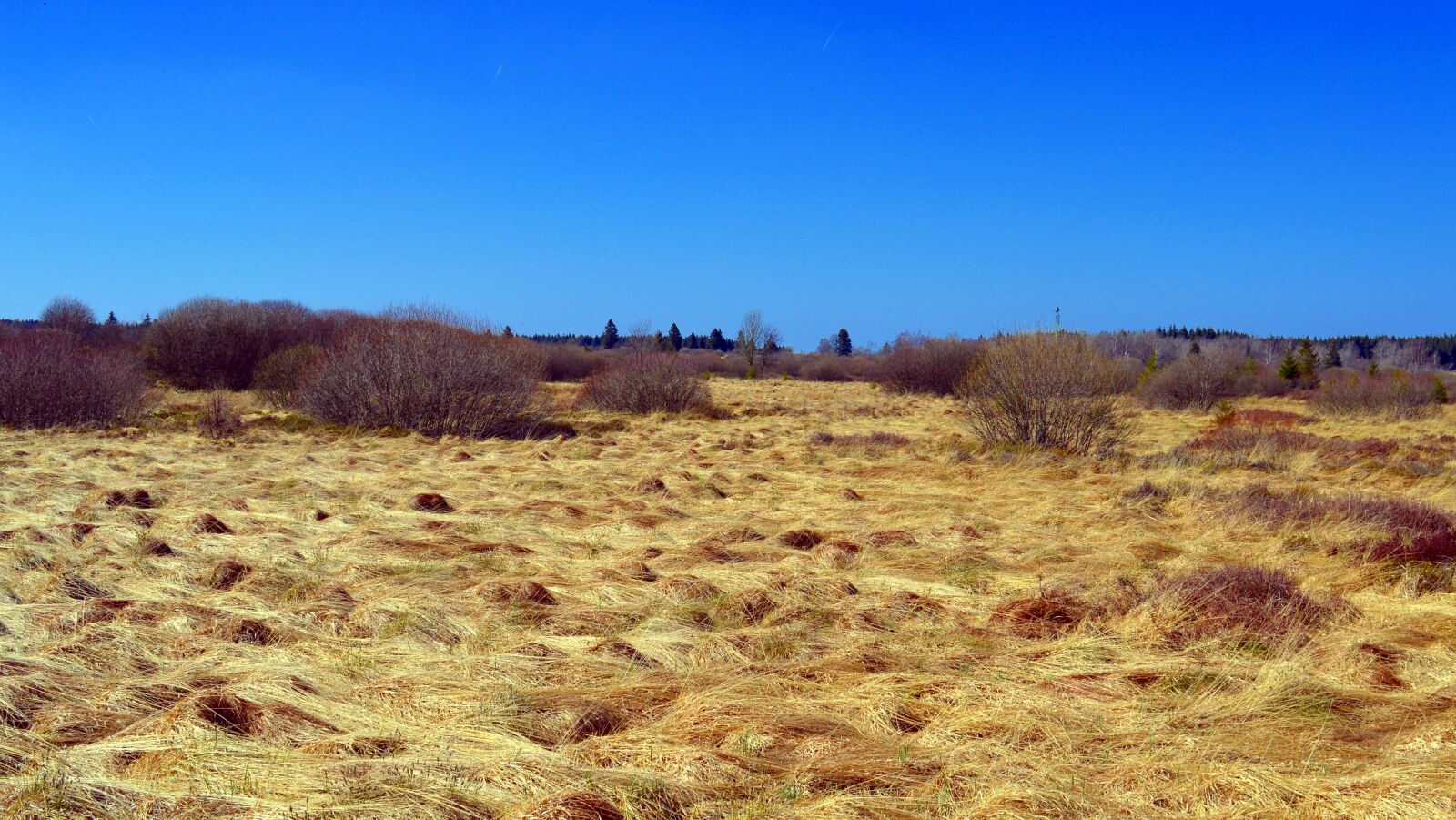 Nikon D3200 sample photo. Moor, peat bog, venn photography