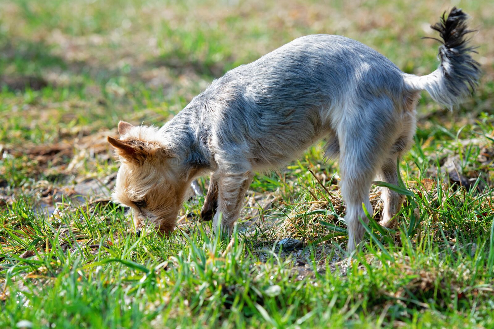 Nikon D7100 sample photo. Dog, out, small photography