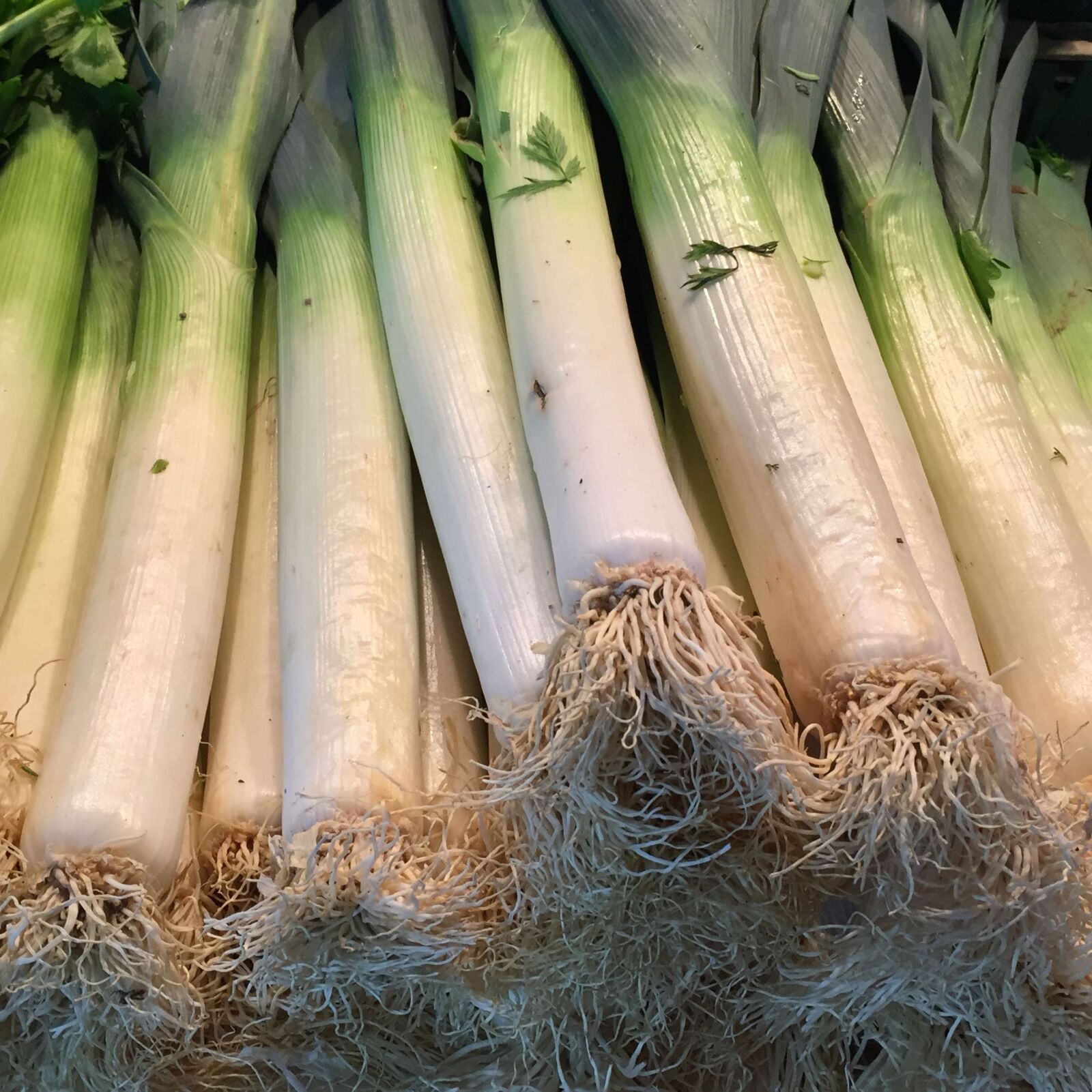 iPhone 6 back camera 4.15mm f/2.2 sample photo. Fresh, vegetables, leeks photography