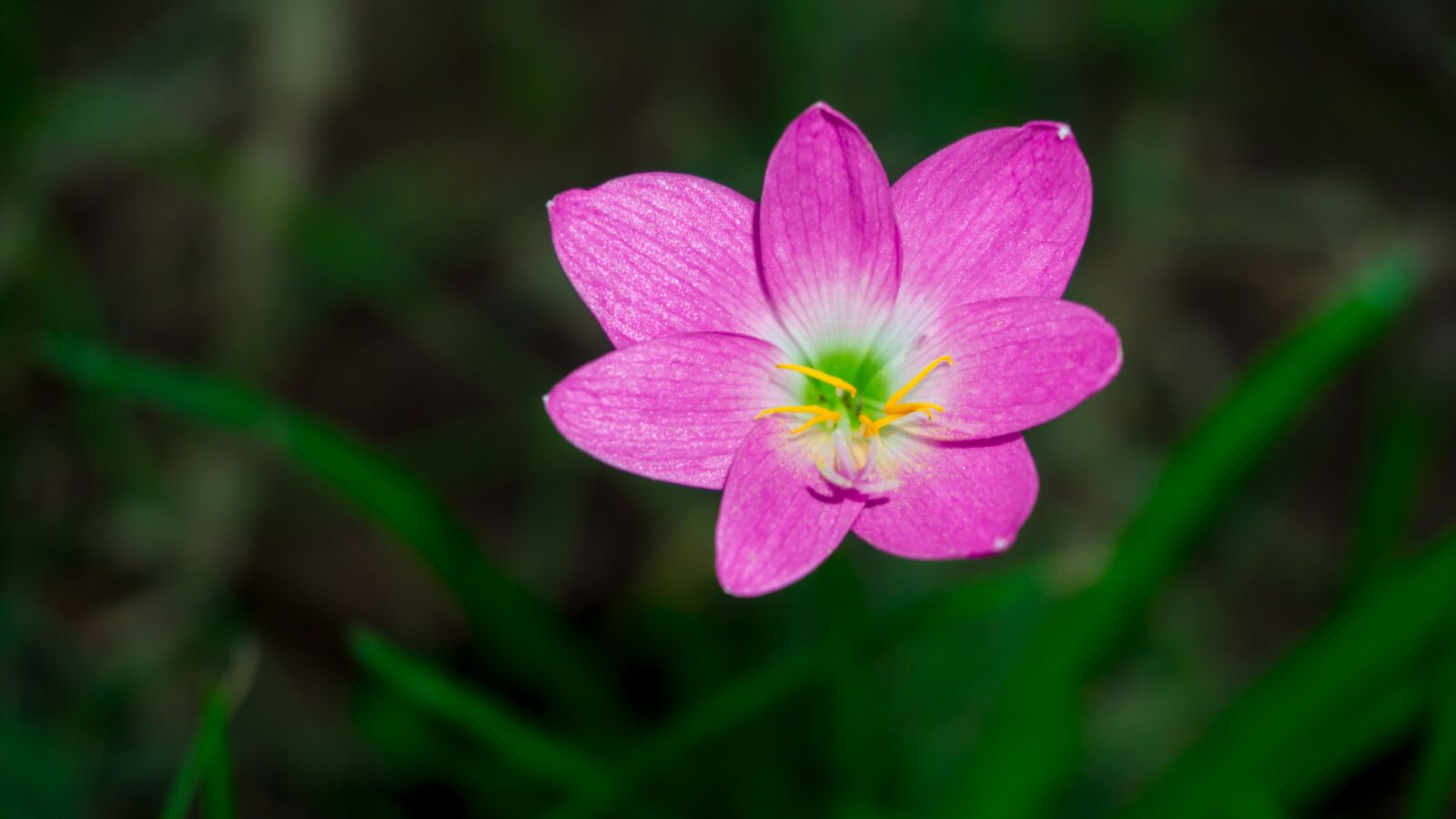 Sony E 16-50mm F3.5-5.6 PZ OSS sample photo. Flower, macro, pink photography