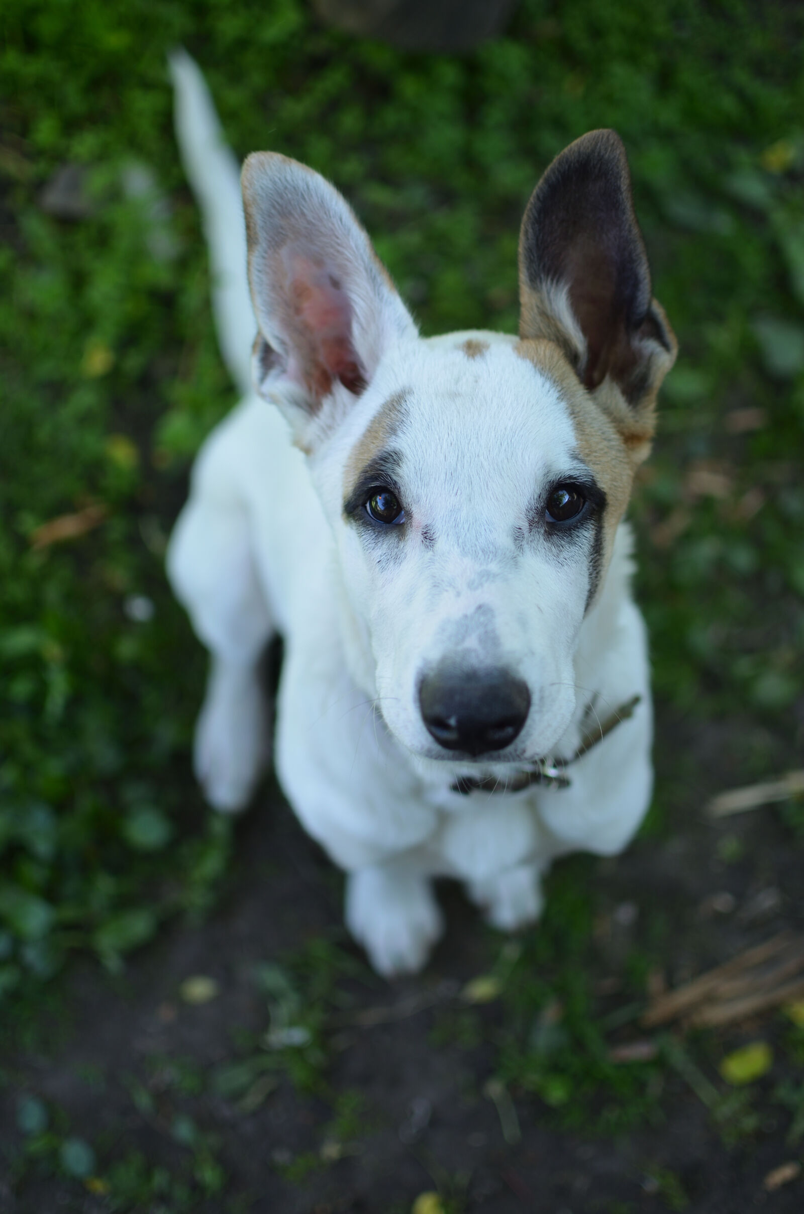 Nikon AF-S DX Nikkor 35mm F1.8G sample photo. Dog, dog, face, young photography