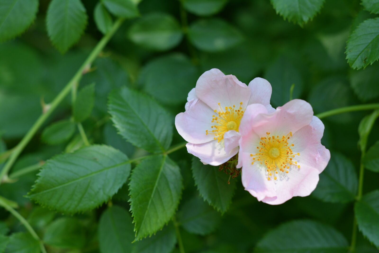 Nikon D5200 sample photo. Field rose, rose, flower photography