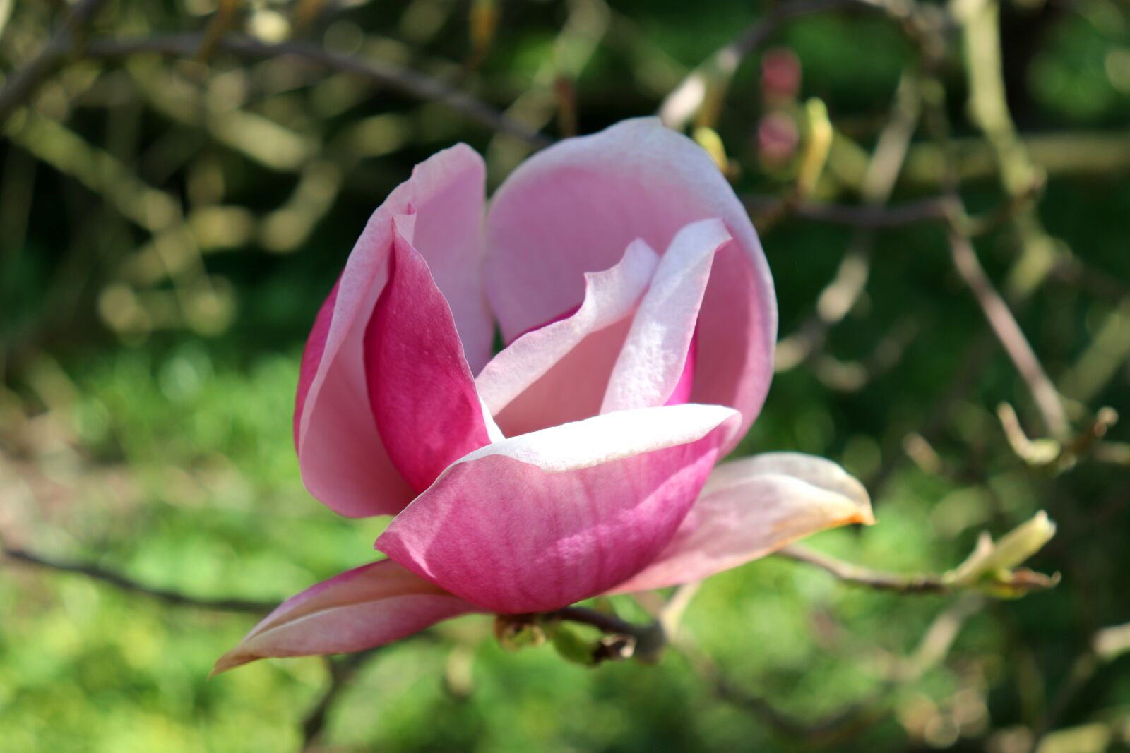 Canon EOS 200D (EOS Rebel SL2 / EOS Kiss X9) sample photo. Flowers, magnolia, flower photography