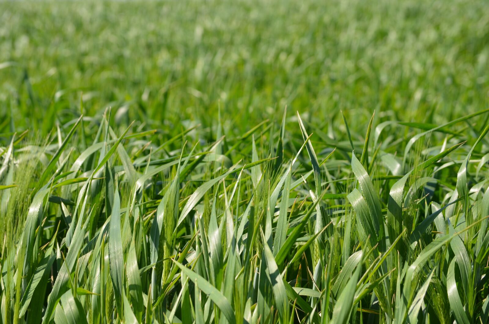 Nikon D5100 sample photo. Field, wheat, cereals photography