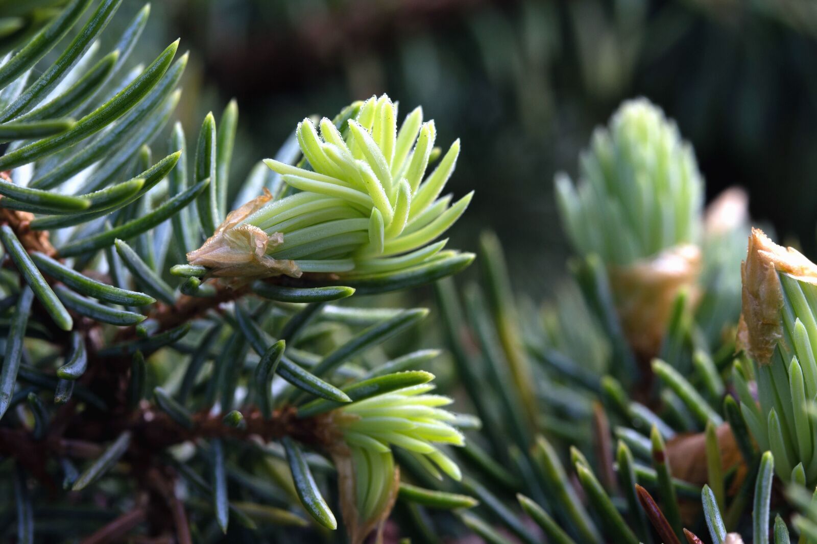 Canon EF-S 60mm F2.8 Macro USM sample photo. Pine tree, evergreen, branch photography