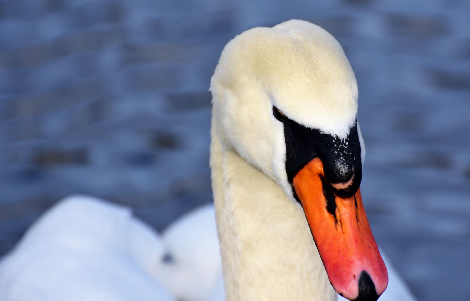 Nikon D7200 sample photo. Swan, water bird, schwimmvogel photography