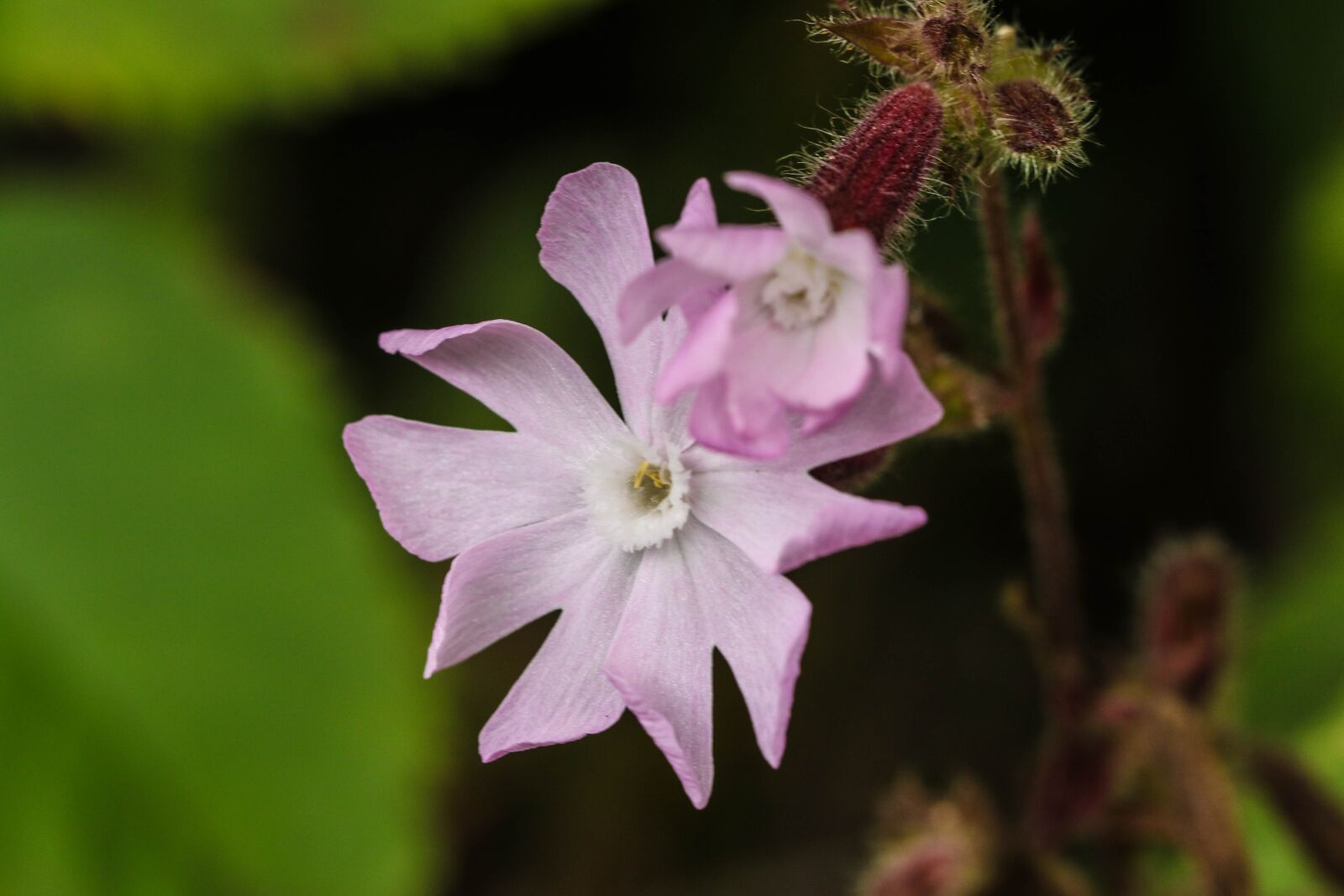 Canon EOS 7D Mark II sample photo. Wildflower, summer flower, macro photography