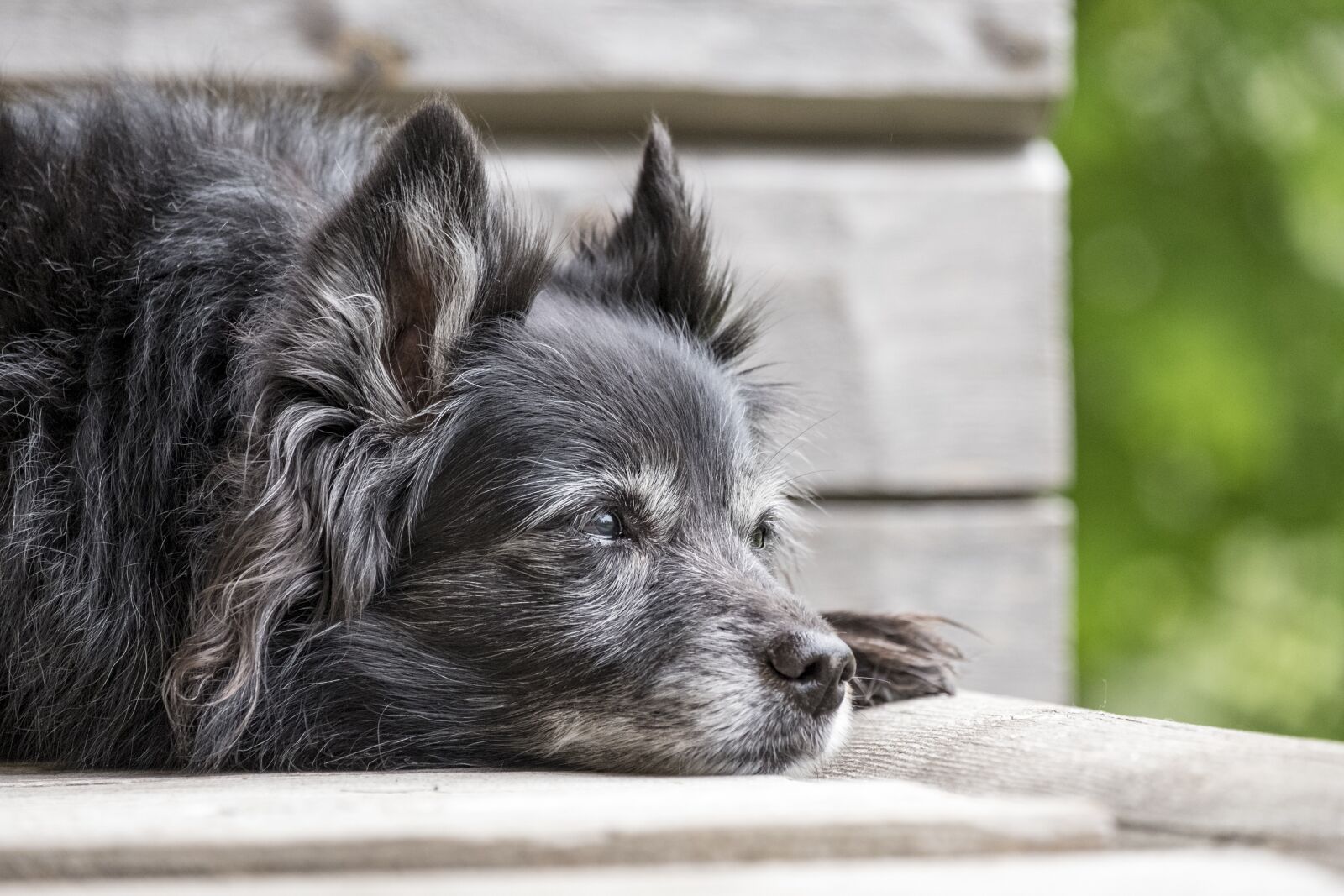 Fujifilm X-T2 + Fujifilm XF 55-200mm F3.5-4.8 R LM OIS sample photo. Animal, dog, pet photography
