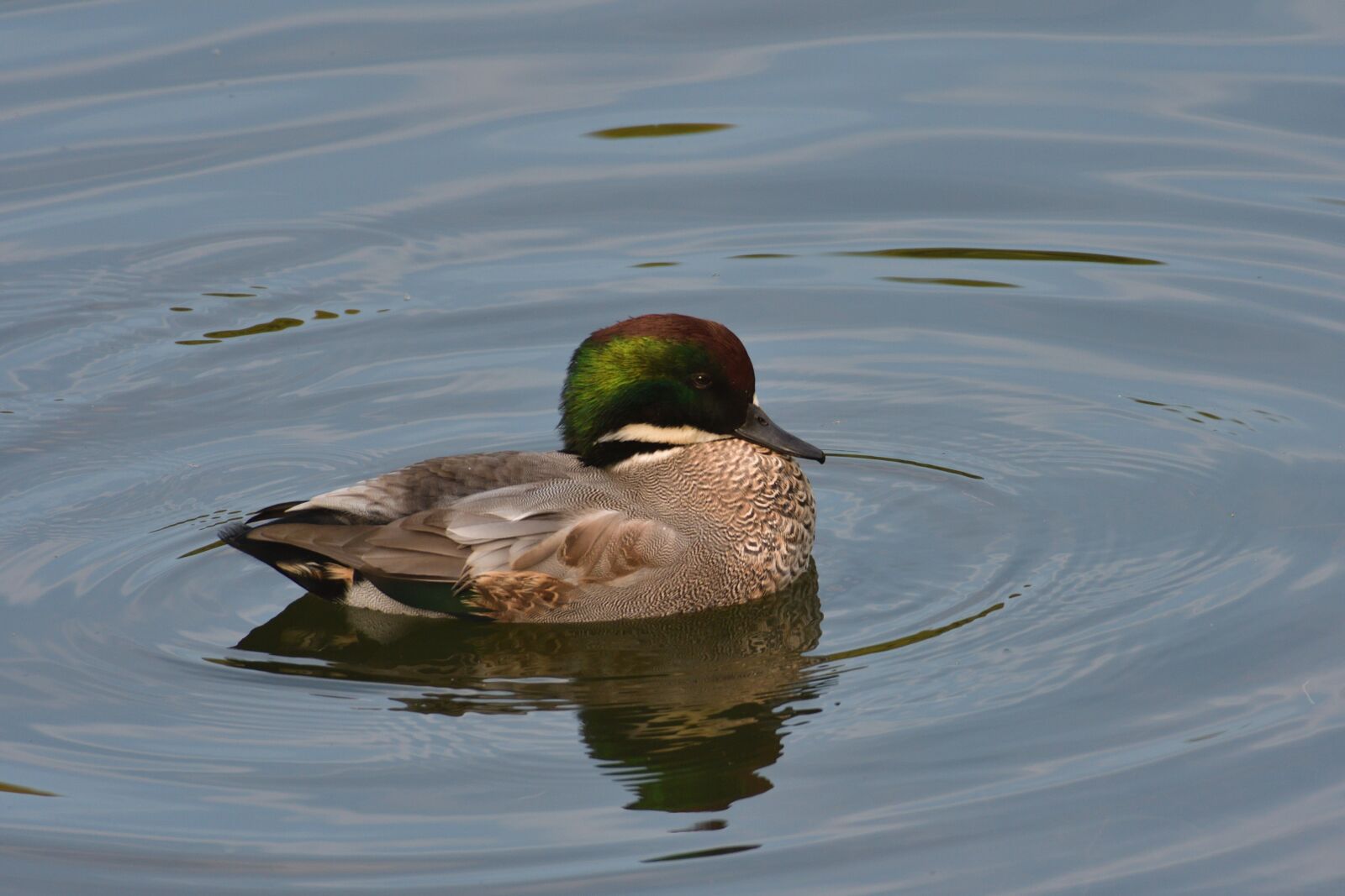 Nikon D500 sample photo. Duck, pond, bird photography
