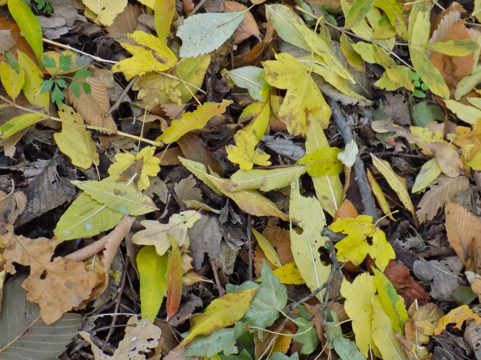 Nikon COOLPIX L340 sample photo. Autumn leaf, foliage, yellow photography