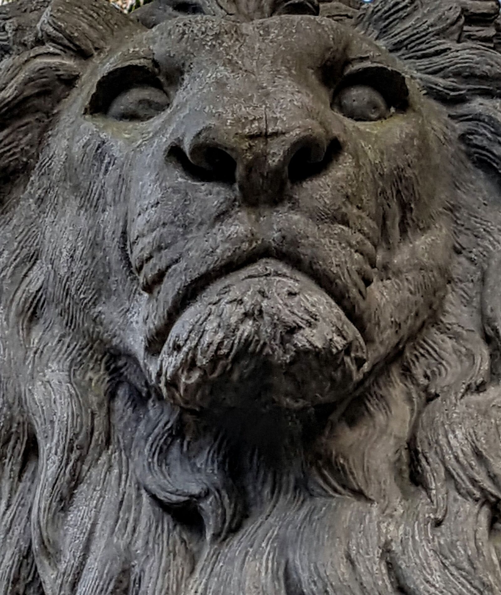 Samsung Galaxy S7 Edge sample photo. Lion, leo, big cat photography