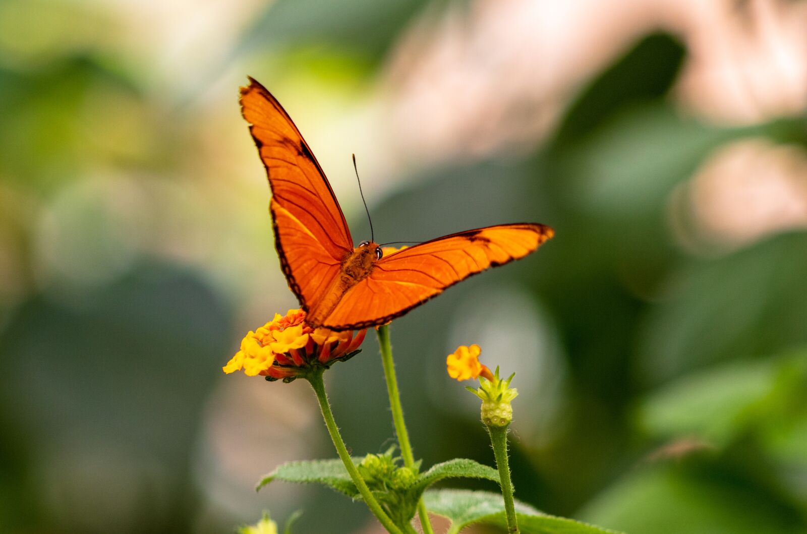 Canon EF 70-300 F4-5.6 IS II USM sample photo. Butterfly, insect, nature photography