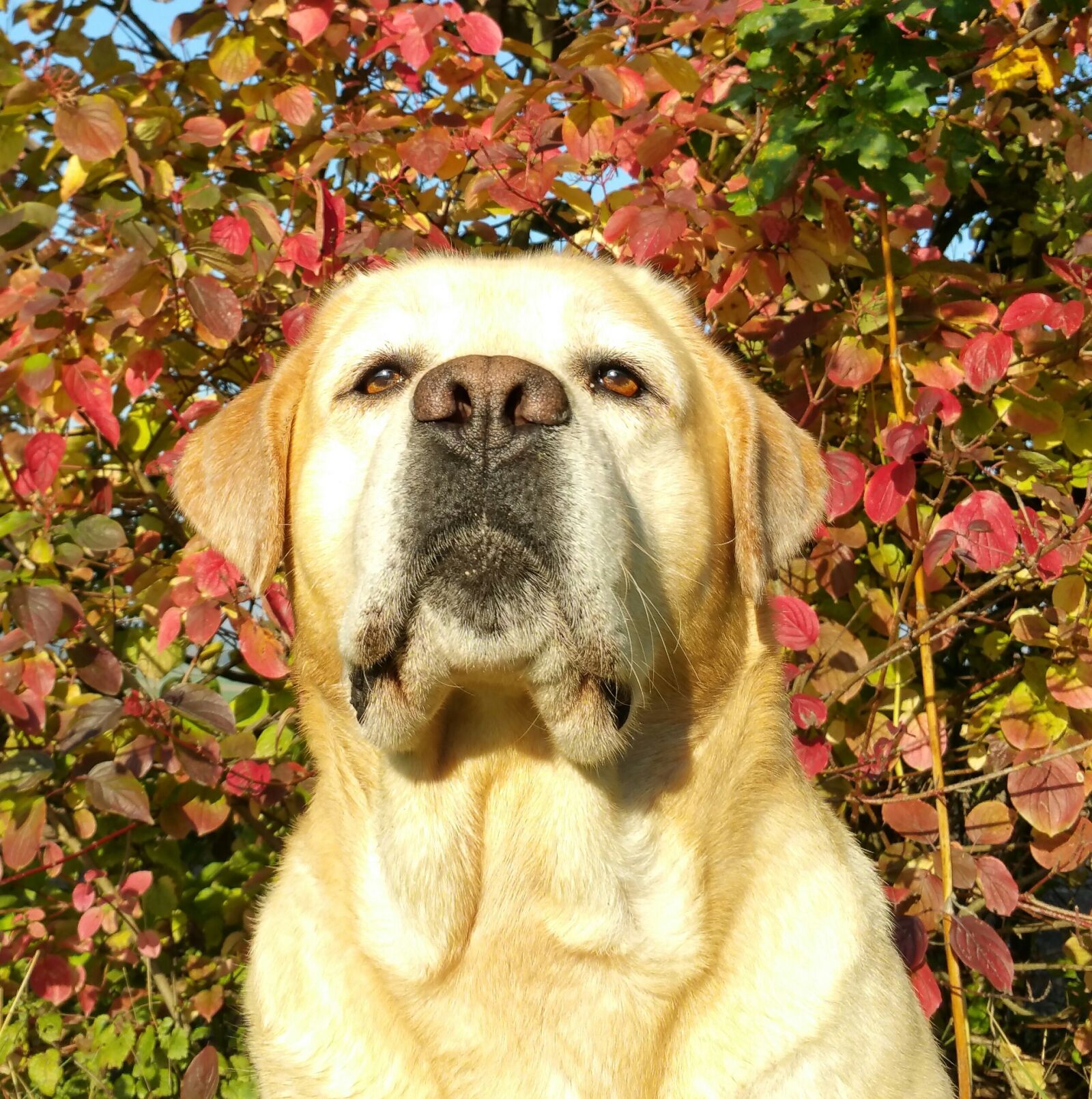 Samsung Galaxy Note4 sample photo. Labrador, autumn, labrador seriously photography