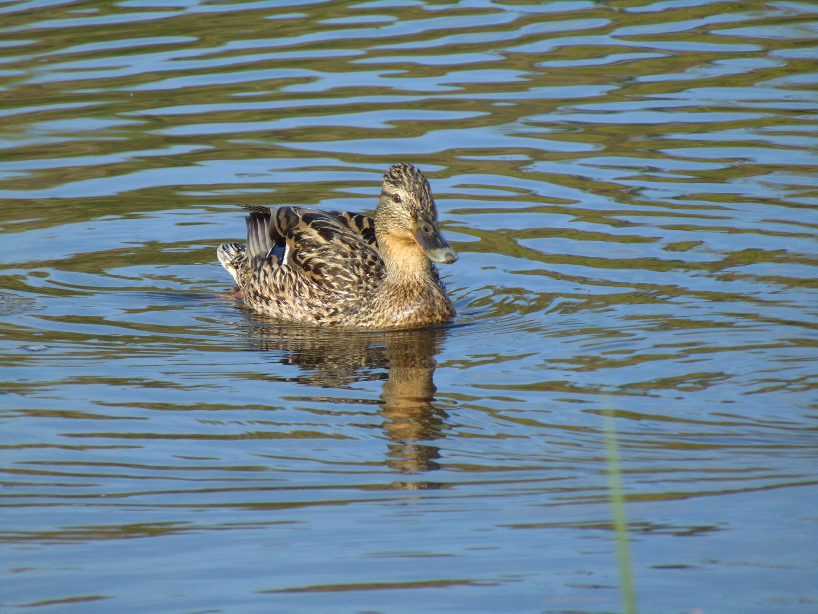 Sony Cyber-shot DSC-H300 sample photo. Mallard, duck, river photography