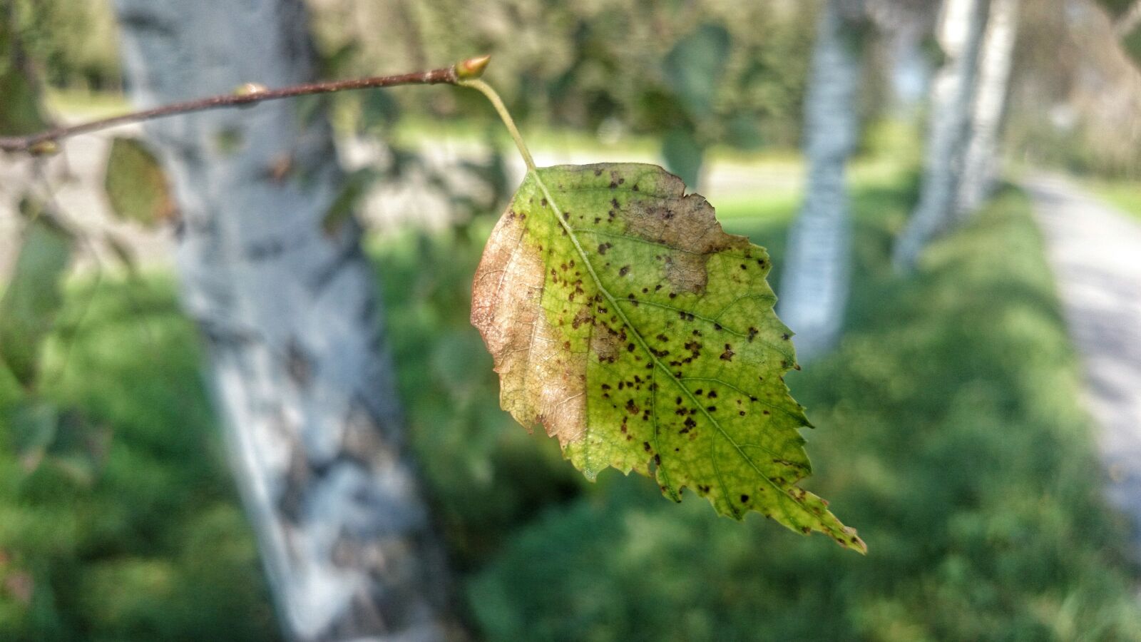 Sony Xperia Z1 Compact sample photo. Autumn, birch, leaf photography