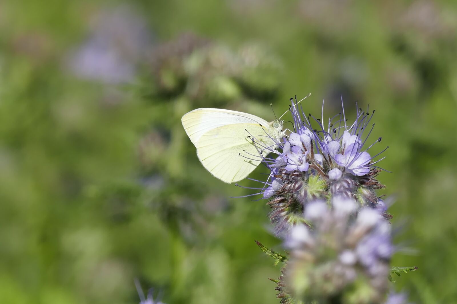 Panasonic Lumix DMC-FZ1000 sample photo. Butterfly, wild flowers, summer photography