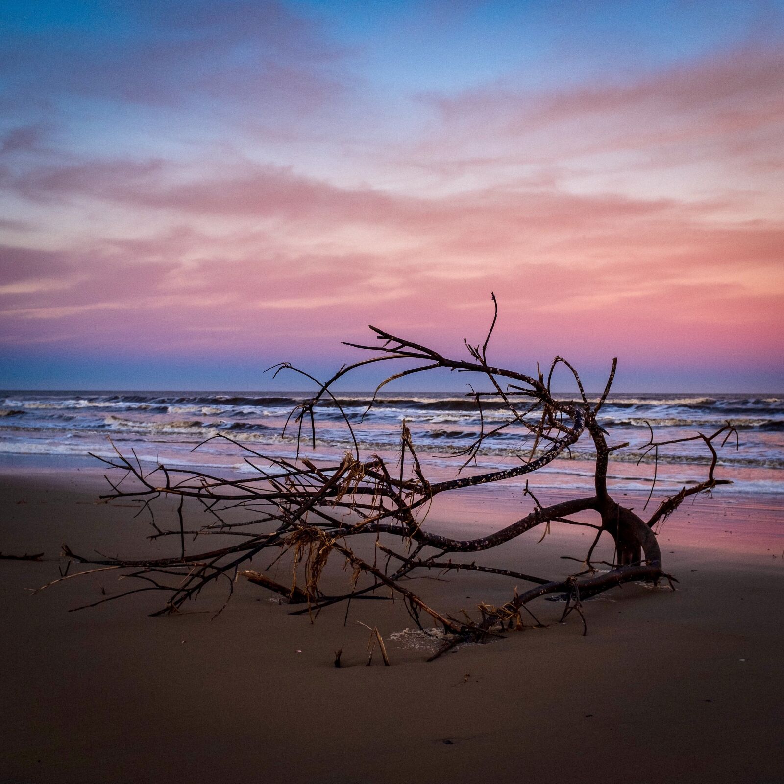 Fujifilm X100F sample photo. Sea, branch, nature photography