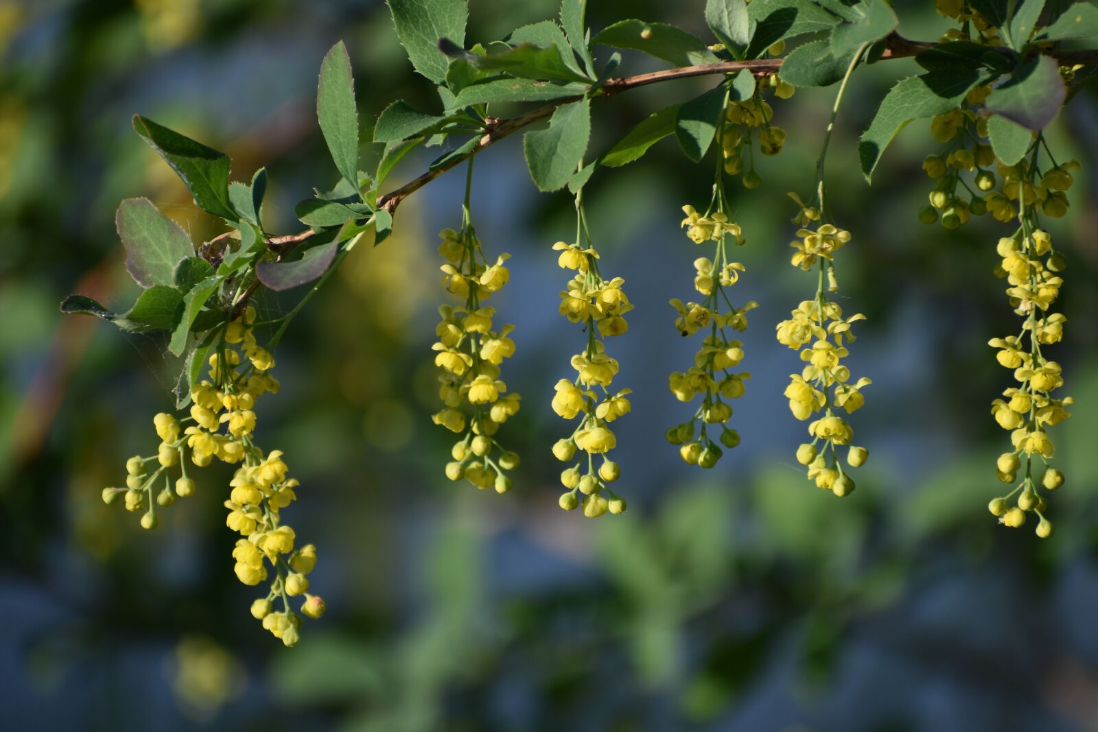 Nikon D3400 sample photo. Barberry, bloom, flowers photography